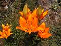 F56 Lis orange vers point ravier de Meije De Poortere 
